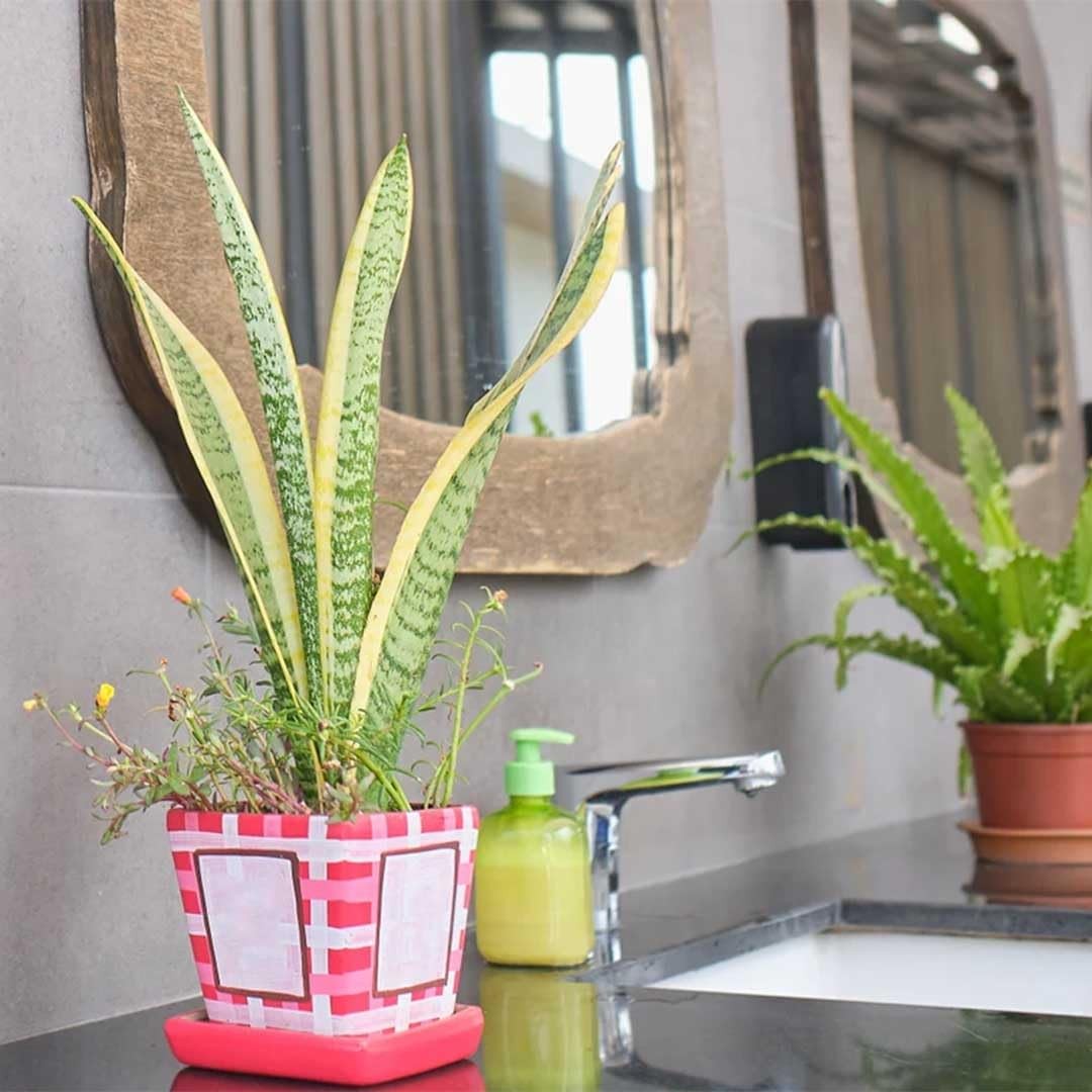 Snake Plant in 4Inch Pot Live Indoor Houseplant, Air Purifying & Easy Care