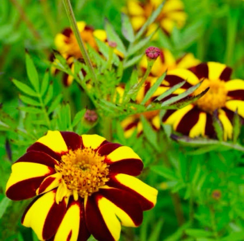 25 French Marigold Seeds – Court Jester (Tagetes patula) Heirloom Seeds USA