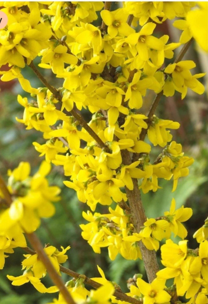 Forsythia Shrub 18-24″ in a 4-inch Pot Lynnwood Gold, Property Borders