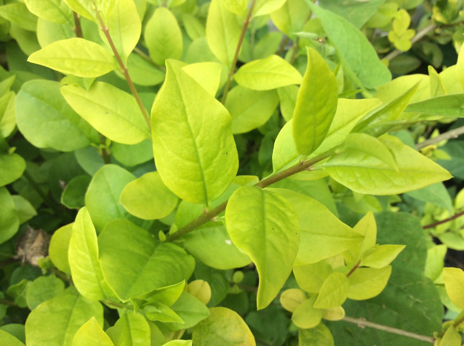 (30) Tree Cuttings Cali Garden Privet Plant Hedge Ligustrum ovalifolium Bonsai