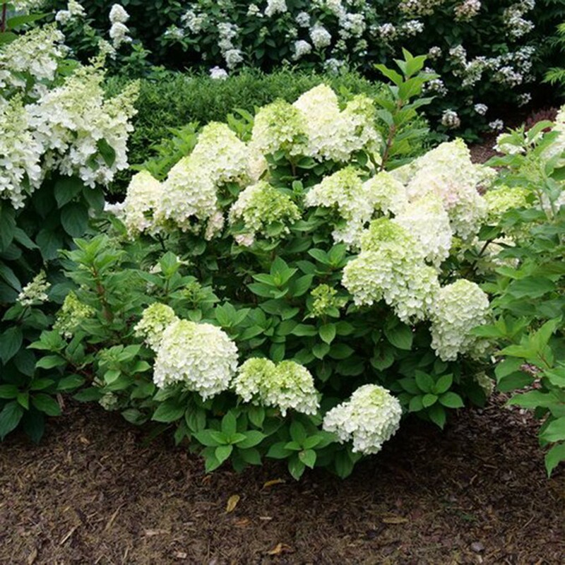 Little Lime Punch Hydrangea Flowering Shrub in 3 -Gallon Pot 1.0 -Pack with Mult