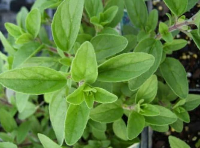 Italian Oregano – Culinary Herb – Live Plant