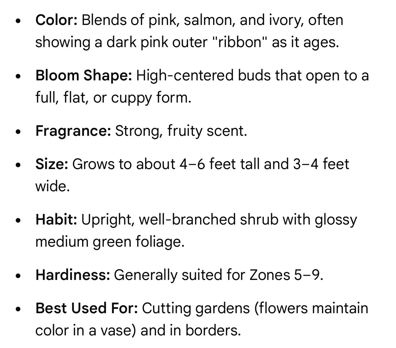 Color Magic Hybrid T Rose Bush.. Live Starter Plant
