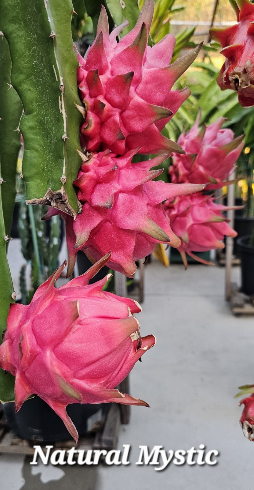 Rooted Dragon Fruit Cuttings (12 to 16 inches long) 20 Plus Varieties