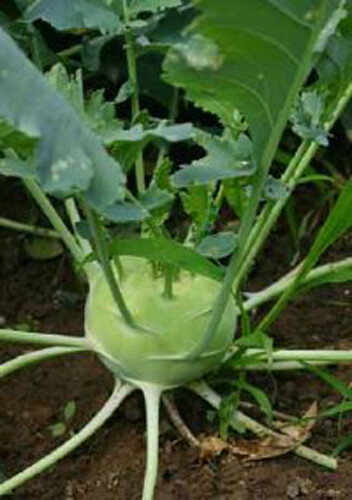 300+ White Viena Kohlrabi Seeds(Brassica oleracea) Garden Vegetable USA