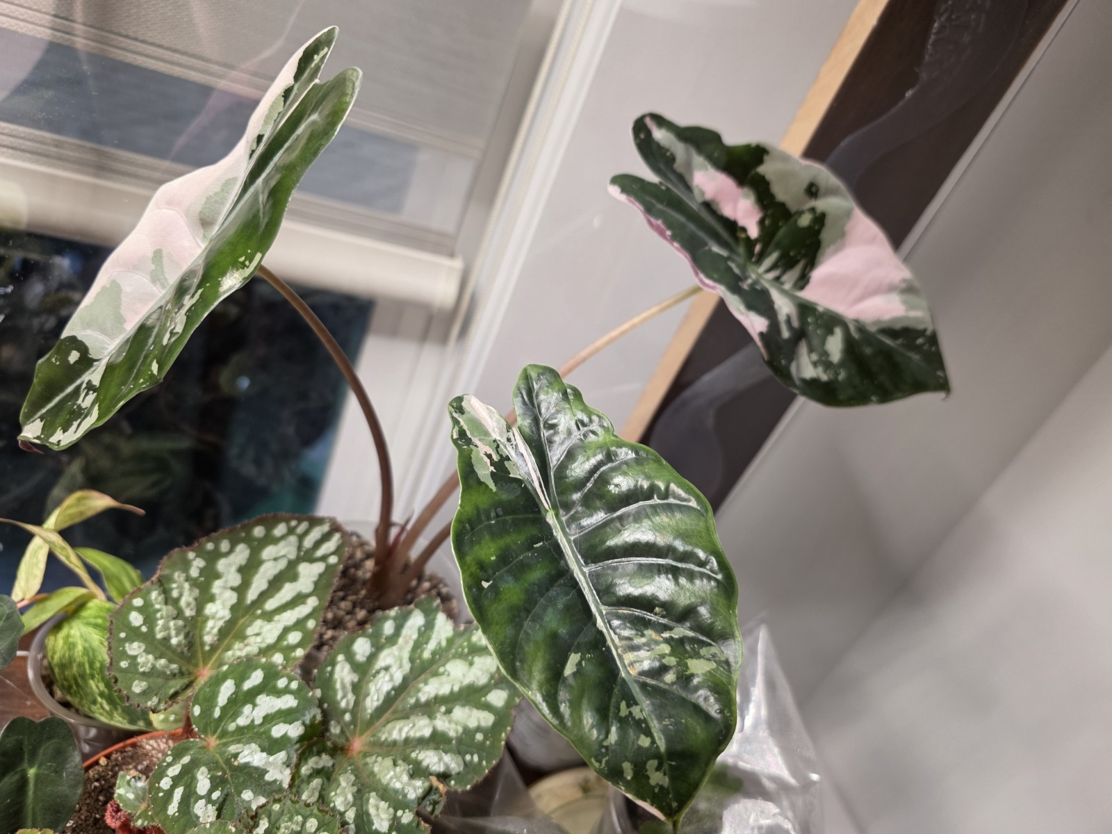 Pink Chantrieri Alocasia CORM