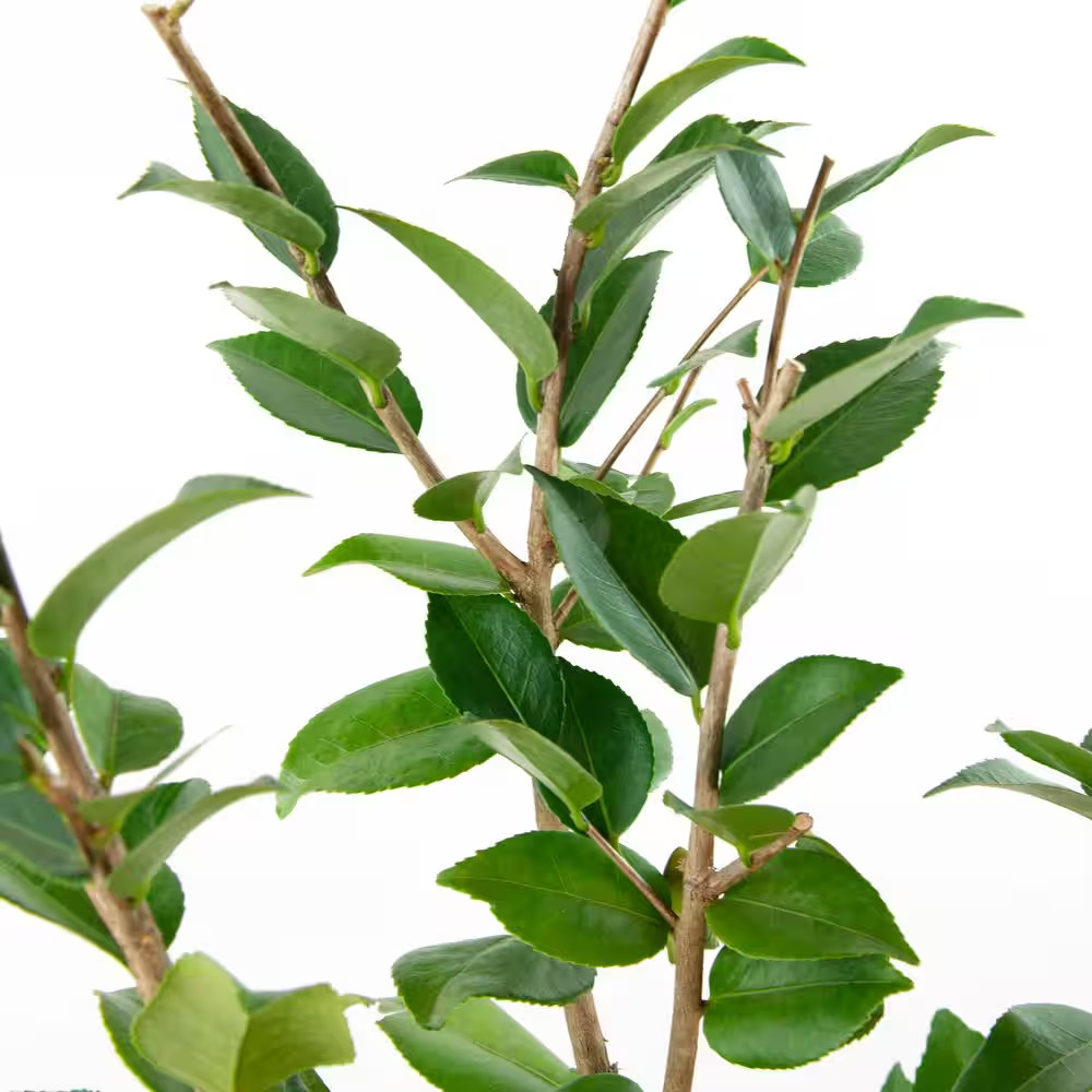 1 Gal. High Fragrance Camellia Japonica Shrub with Pink Flowers