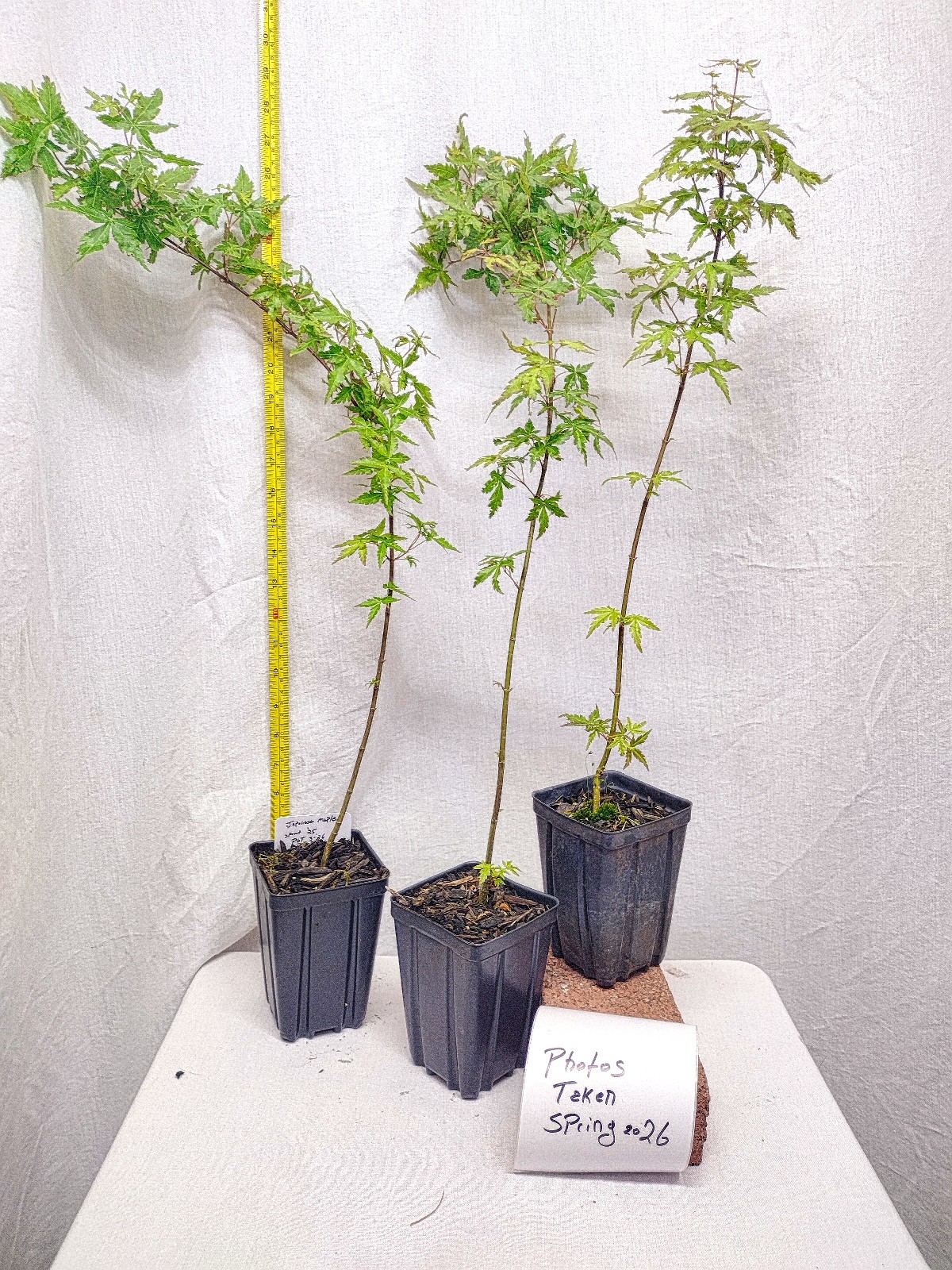 Green Japanese Maple tree in nursery pot. Acer palmatum. Pre Bonsai or Landscape