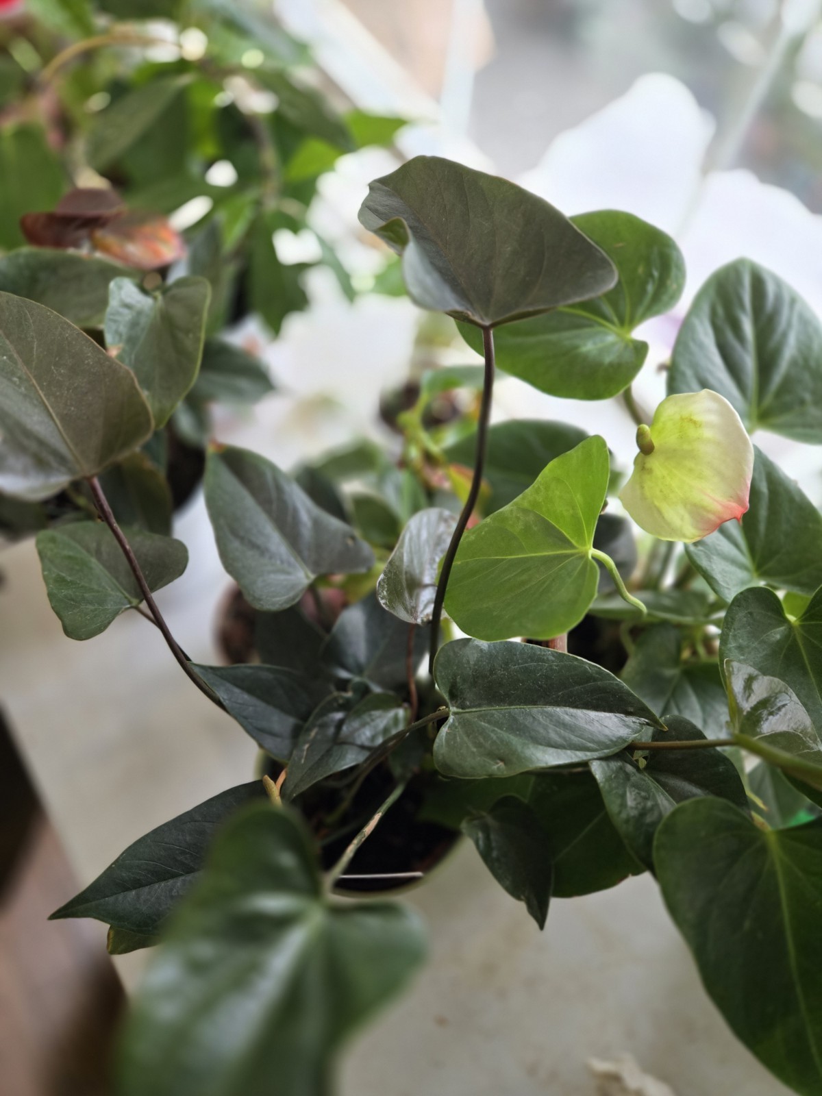Anthurium Ace Of Hearts Rare Plant