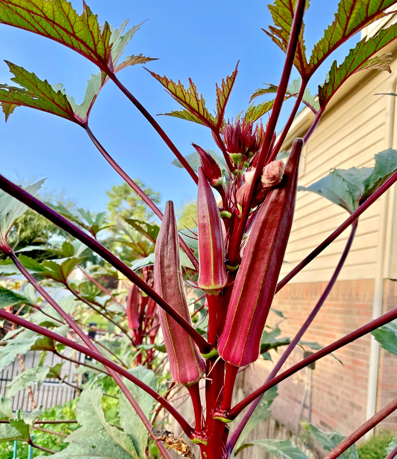 50+ Huge Red Burgundy Okra Organic Heirloom Seeds