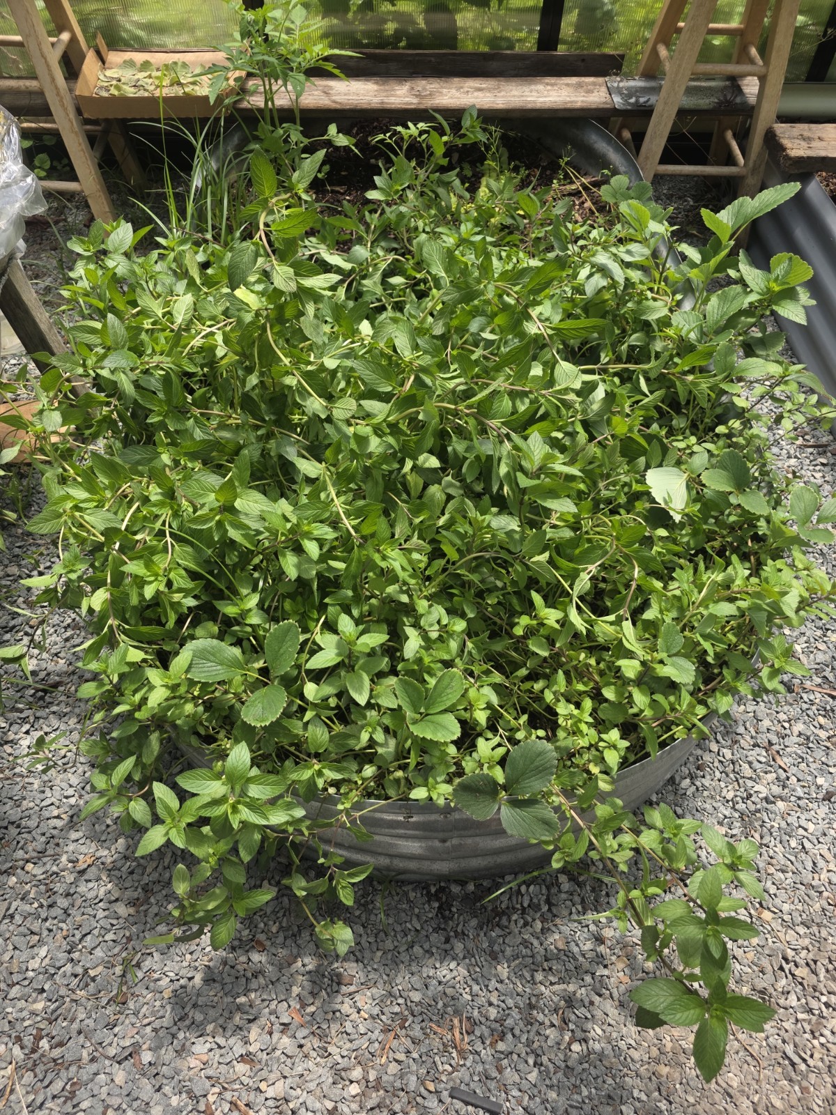15 Chocolate Mint plants fully rooted individual plants Unpotted (Sizes Vary)