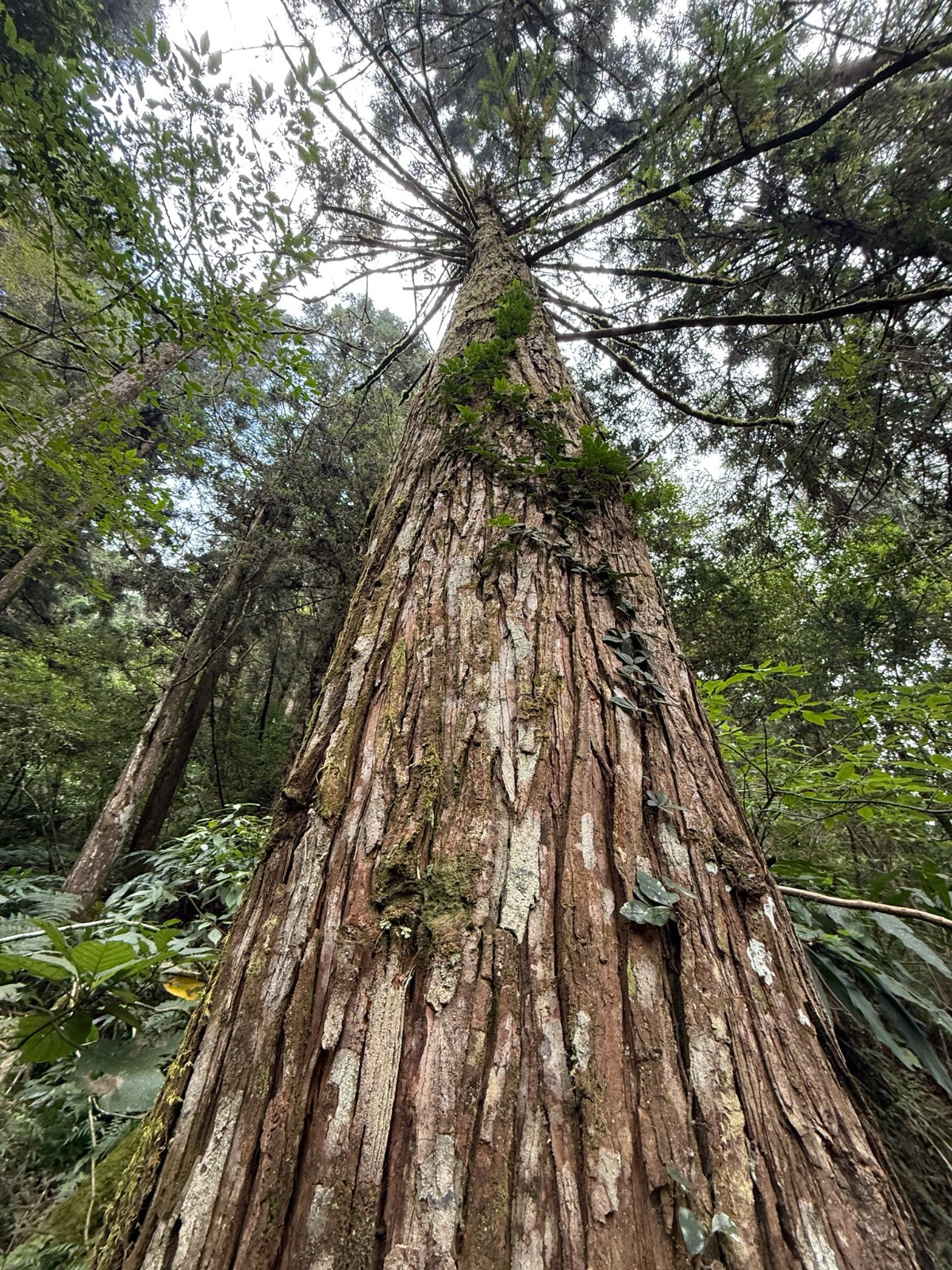 Taiwan Cedar Coffin Tree Seeds (Taiwania cryptomerioides) Rare Evergreen Conifer
