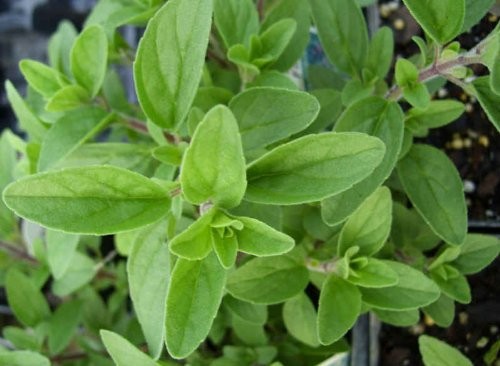 Italian Oregano – Culinary Herb – Live Plant