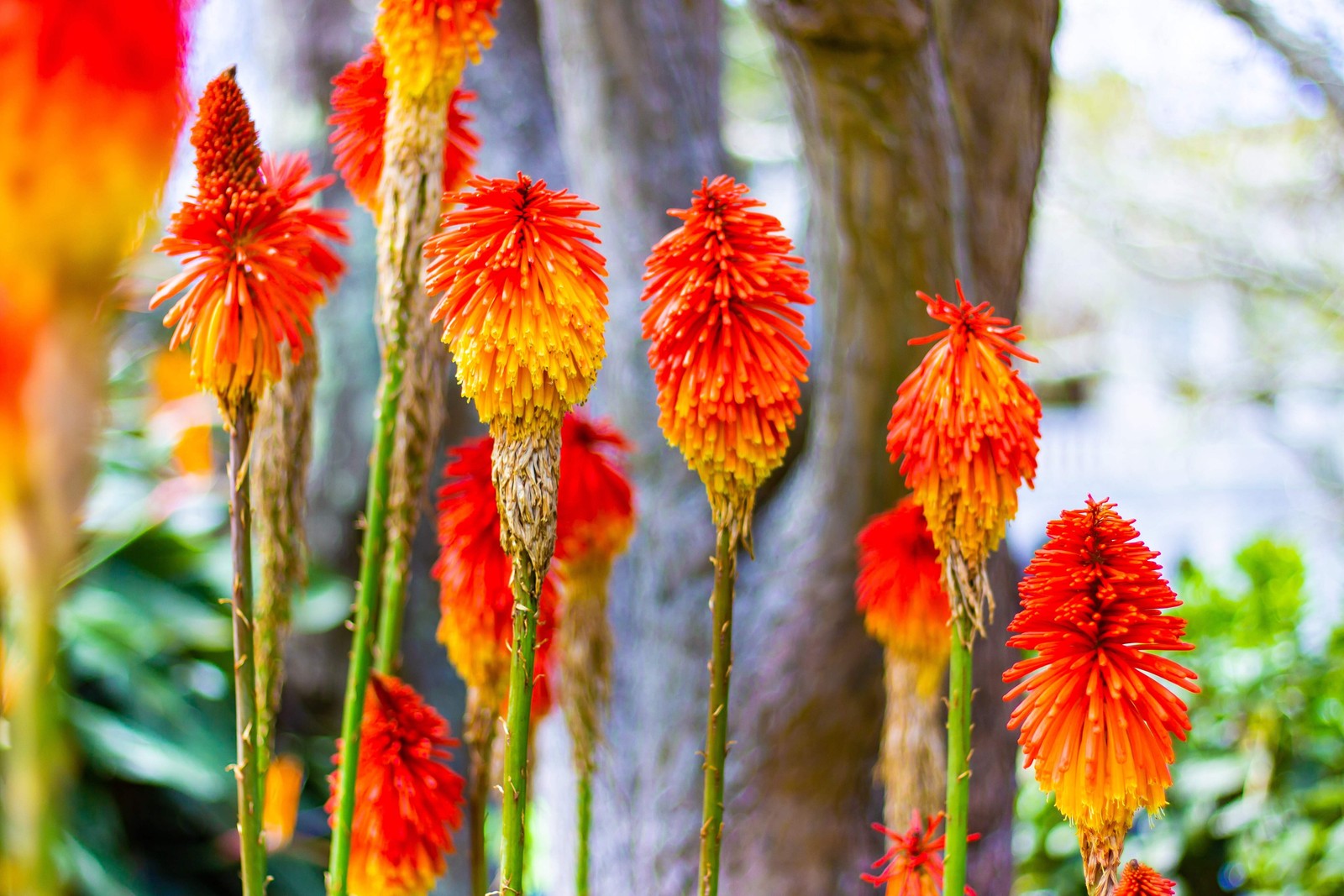 50 TORCH LILY Red Hot Poker / Tritoma / Kniphofia Uvaria Flower Seeds