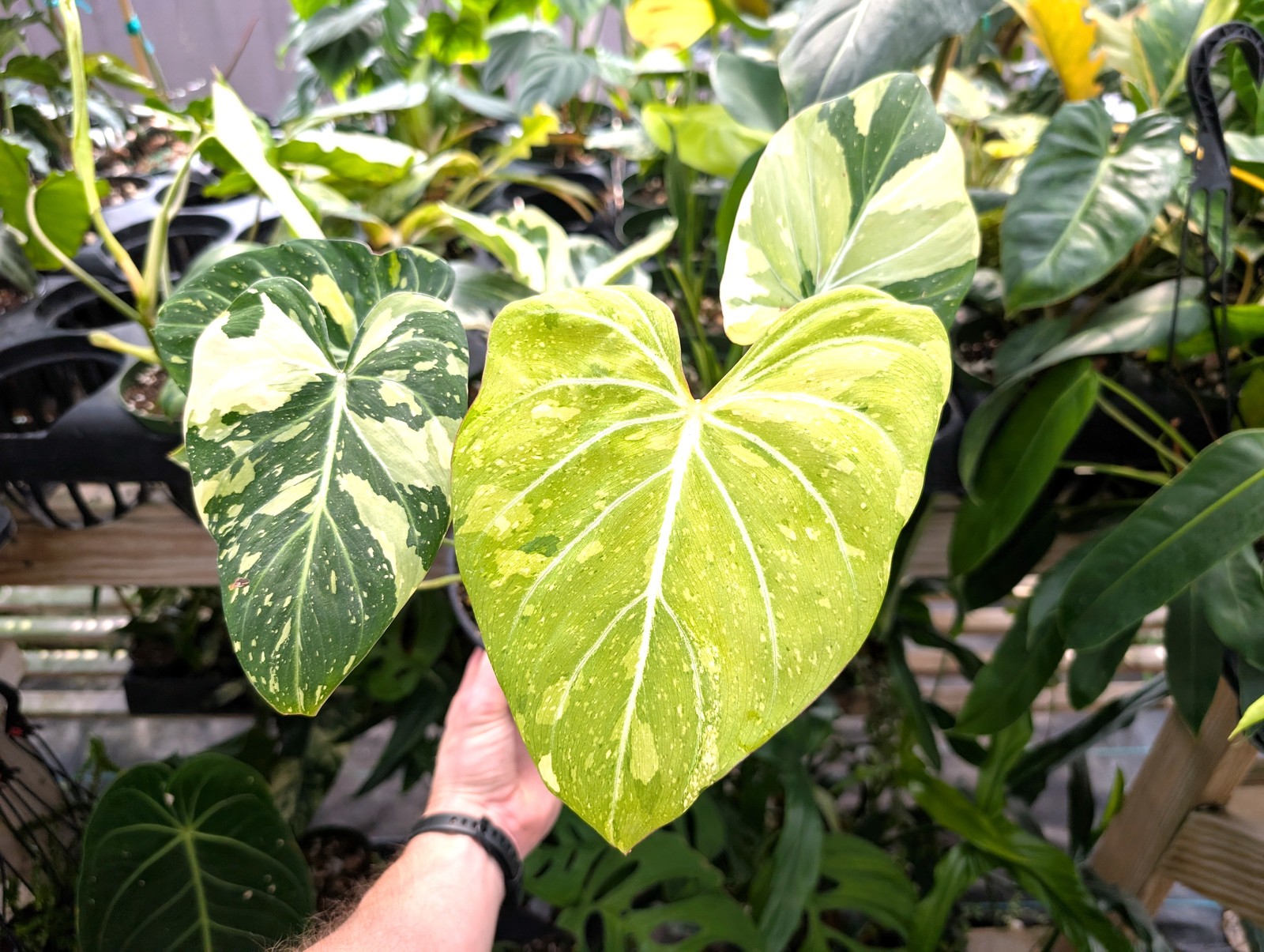 Philodendron Gloriosum Variegated – Multiple Exact Plants 6″ Pots