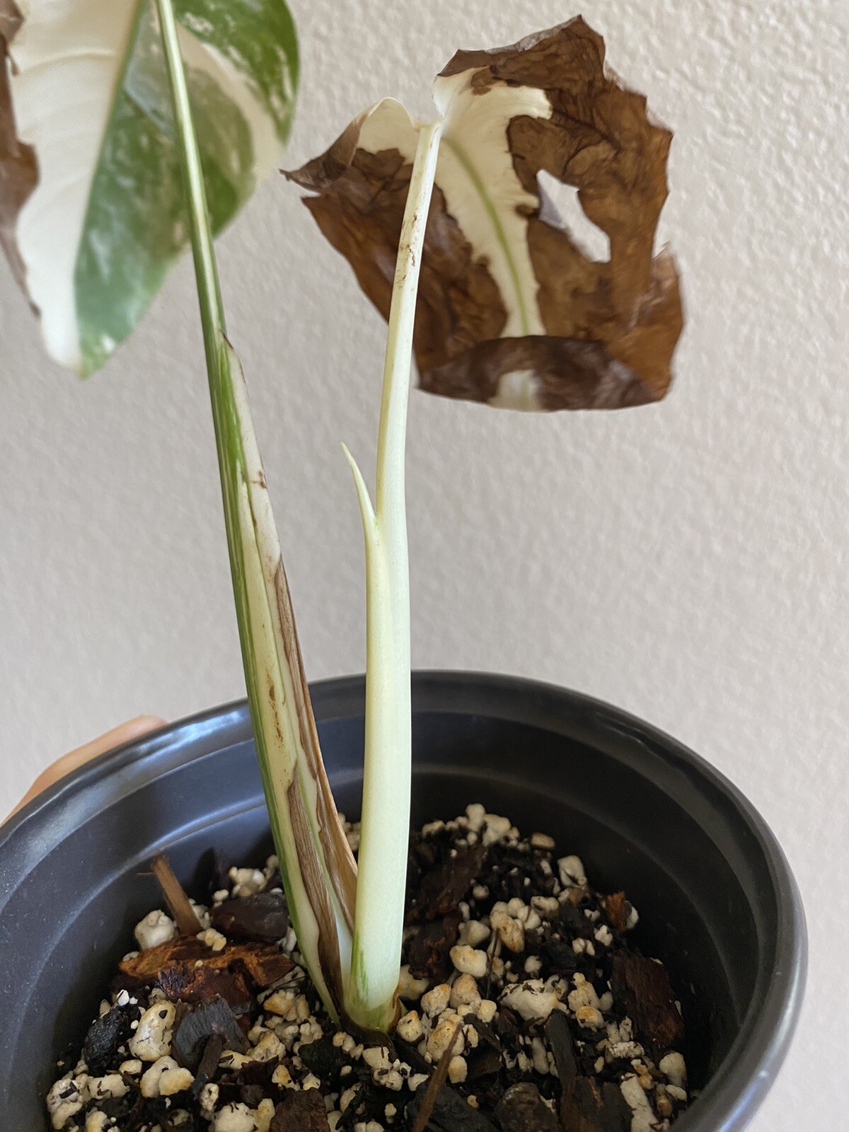Variegated Monstera Albo Borsigiana – See Description – Available: A, B, D, E