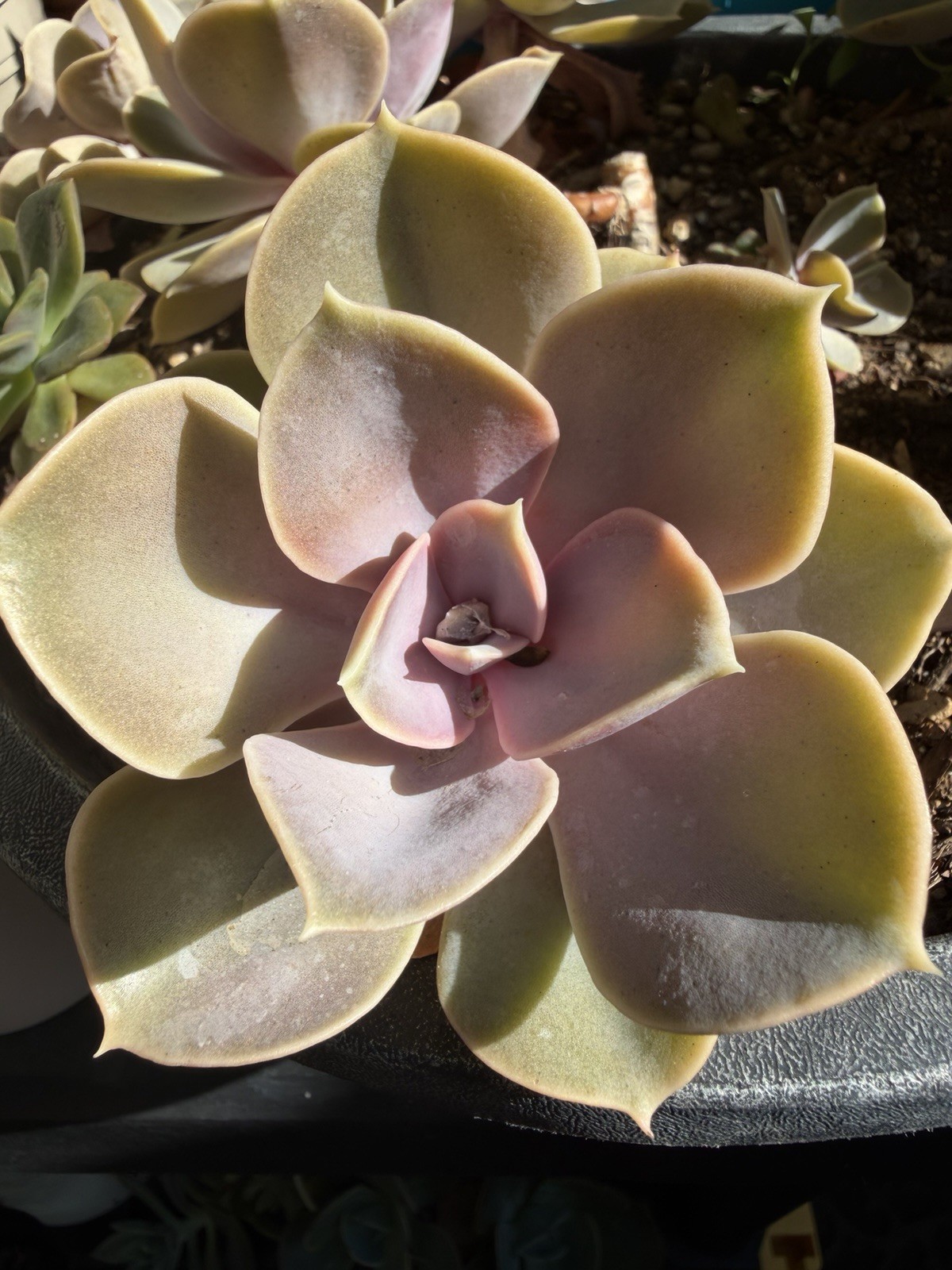 Echeveria Von Nurnberg Succulent, Green-Purple Broadleaf, Draught Resistant