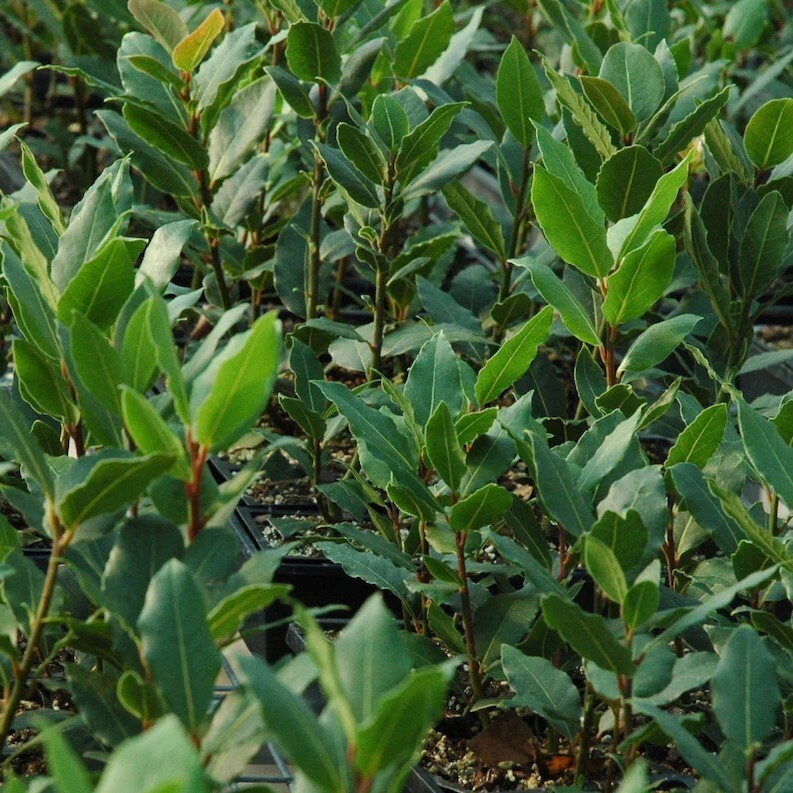 Sweet Bay Laurel Herb Plant – 8 to 10 Inch Tall – 1 Year Old Laurus Nobilis