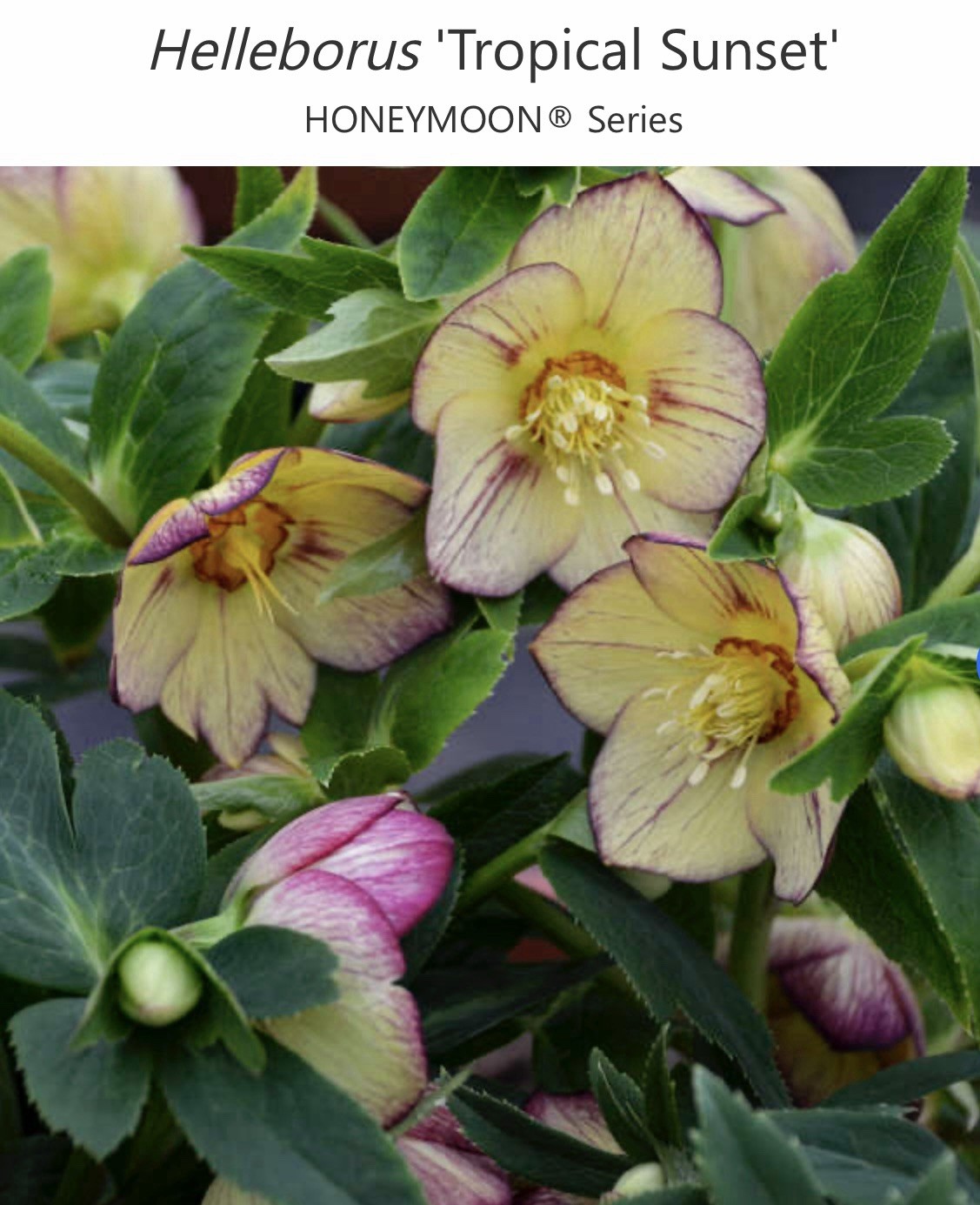 (4) Hellebores Collection. Live Plants. Package Deal!