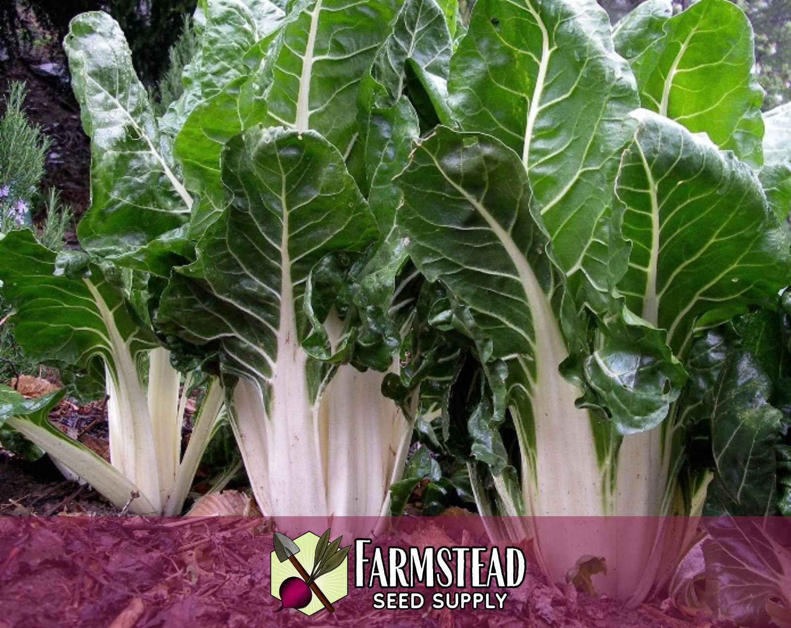 300+ Swiss Chard Seeds [White Lucullus] Vegetable Gardening, Heirloom, Non-GMO