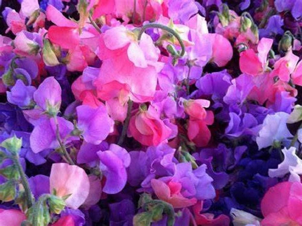 Sweet Pea Flower Seeds, “COOL BEANS N SPROUTS” Brand. Non-GMO. Home Gardening.