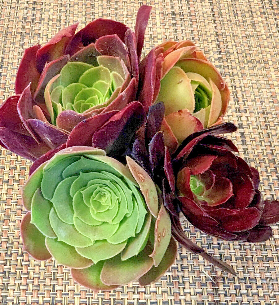 QUARTET (= A SET OF 4 DIFFERENT) AEONIUM CUTTINGS – 2″ (= 5 CM) DIAMETER