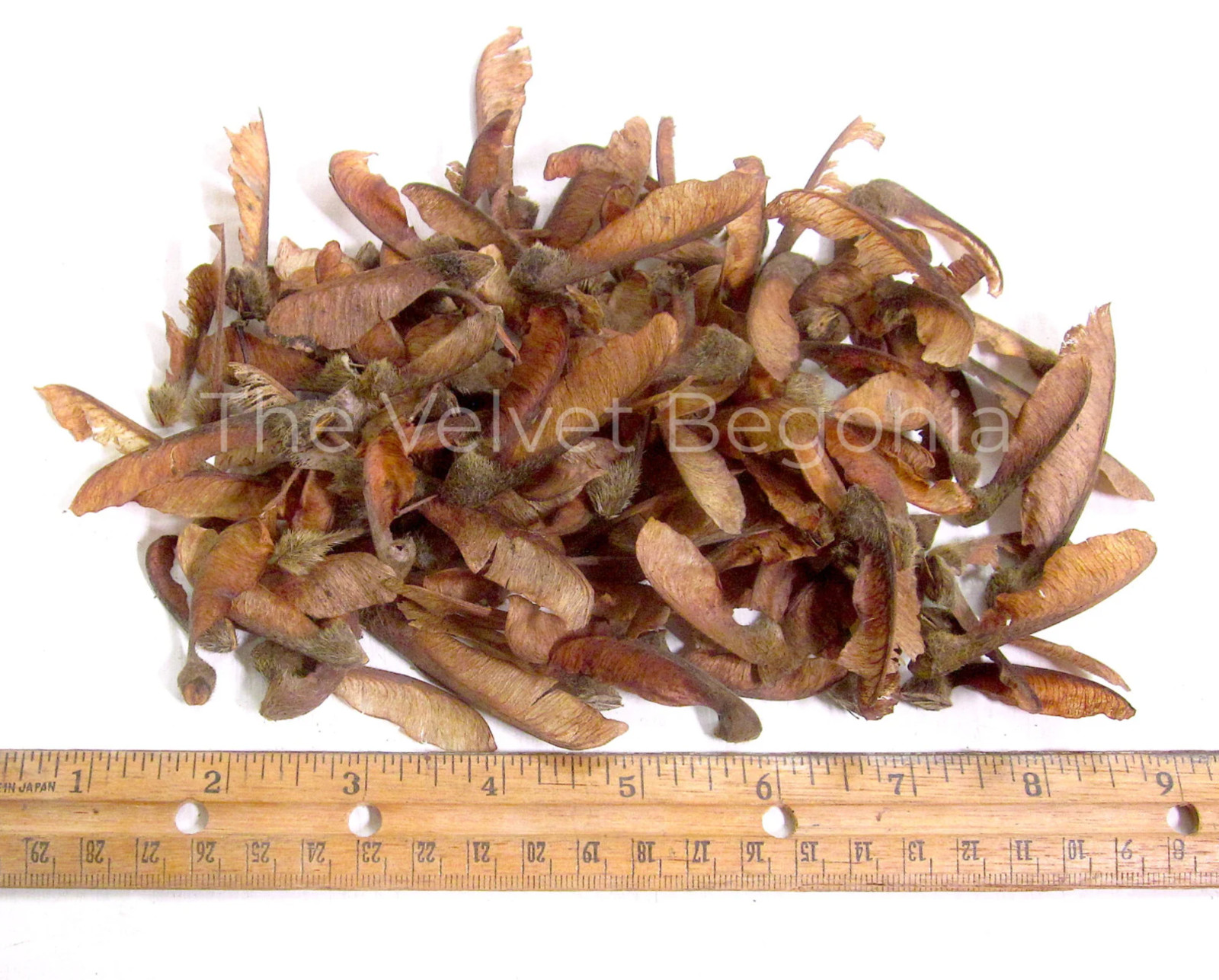 50 count Bigleaf Maple Tree Seeds ( Acer macrophyllum ) Organic