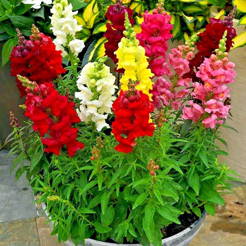 2000+SNAPDRAGON TETRA MIX Flower Seeds Spring Fall Garden Patio Container Easy