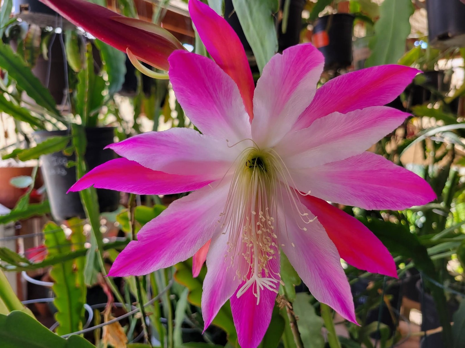 Orient Empress Epiphyllum Unrooted Cuttings – 8 to 10 inches long