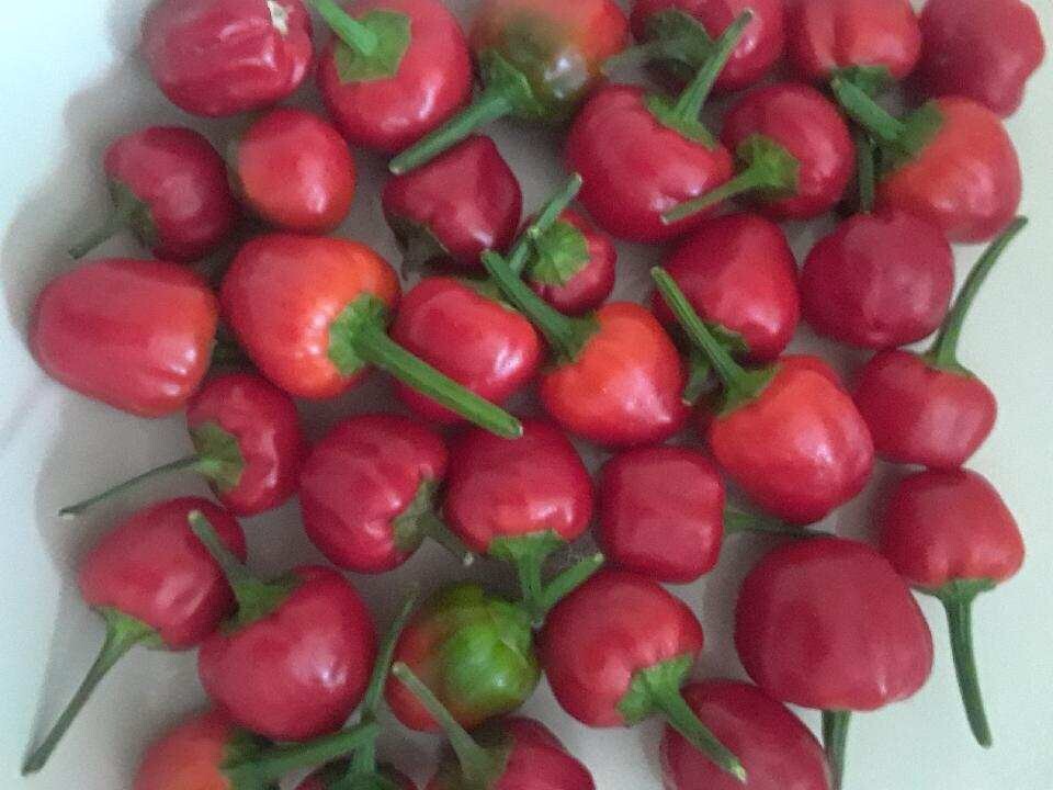 Pequin Pepper Seeds.Semillas de Chile Piquin 50+. Semillas de Chipilquitin 50+