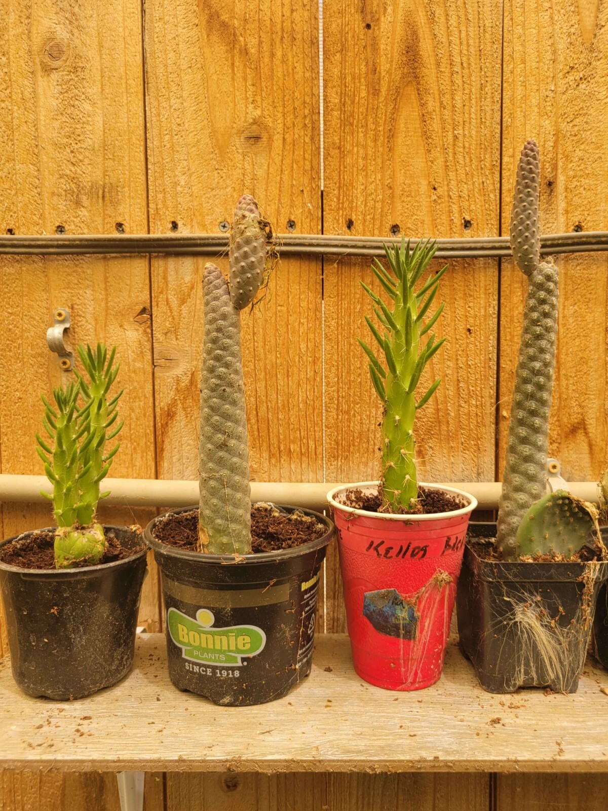 Tephrocactus articulatus – Pinecone Cactus Cutting – Buy 2 Get 1 Free
