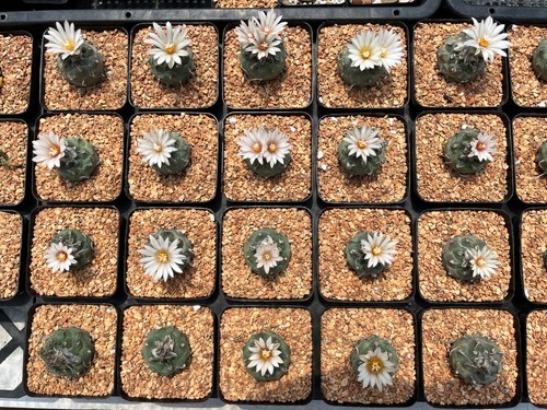 Cactus-Turbinicarpus klinkerianus (mature seed grown specimen) 2.5” pot