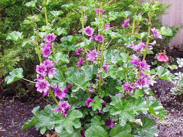 Malva sylvestris ‘Zebrina’ | French Mallow | Malva | 20 Seeds