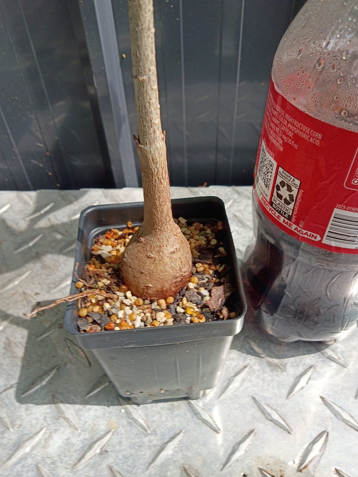 baobab digitata fully rooted potted plants (12 to 16) inches good size plants