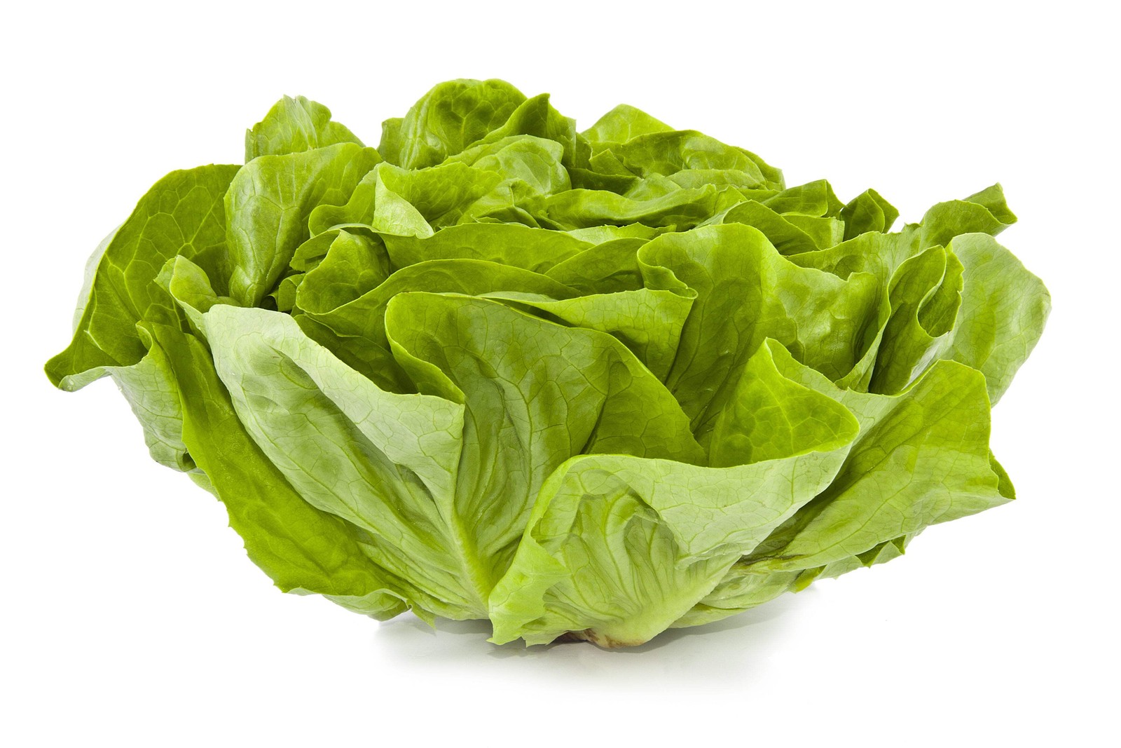 3000 WHITE BOSTON LETTUCE 12″ Green Butterhead Lactuca Sativa Vegetable Seeds