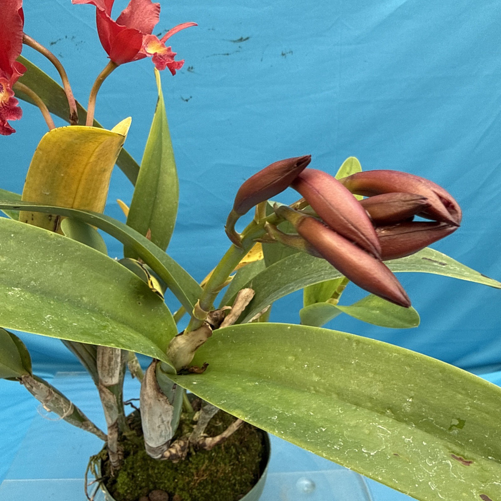 Cattleya Lcn Pauka’a Earl Reid Fragrant Blooming Red Orange Purple Orchid 9” Pot