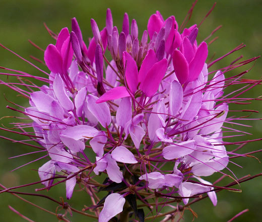 SPIDER FLOWER VIOLET QUEEN Cleome Hasslerianai – 100 Bulk Seeds