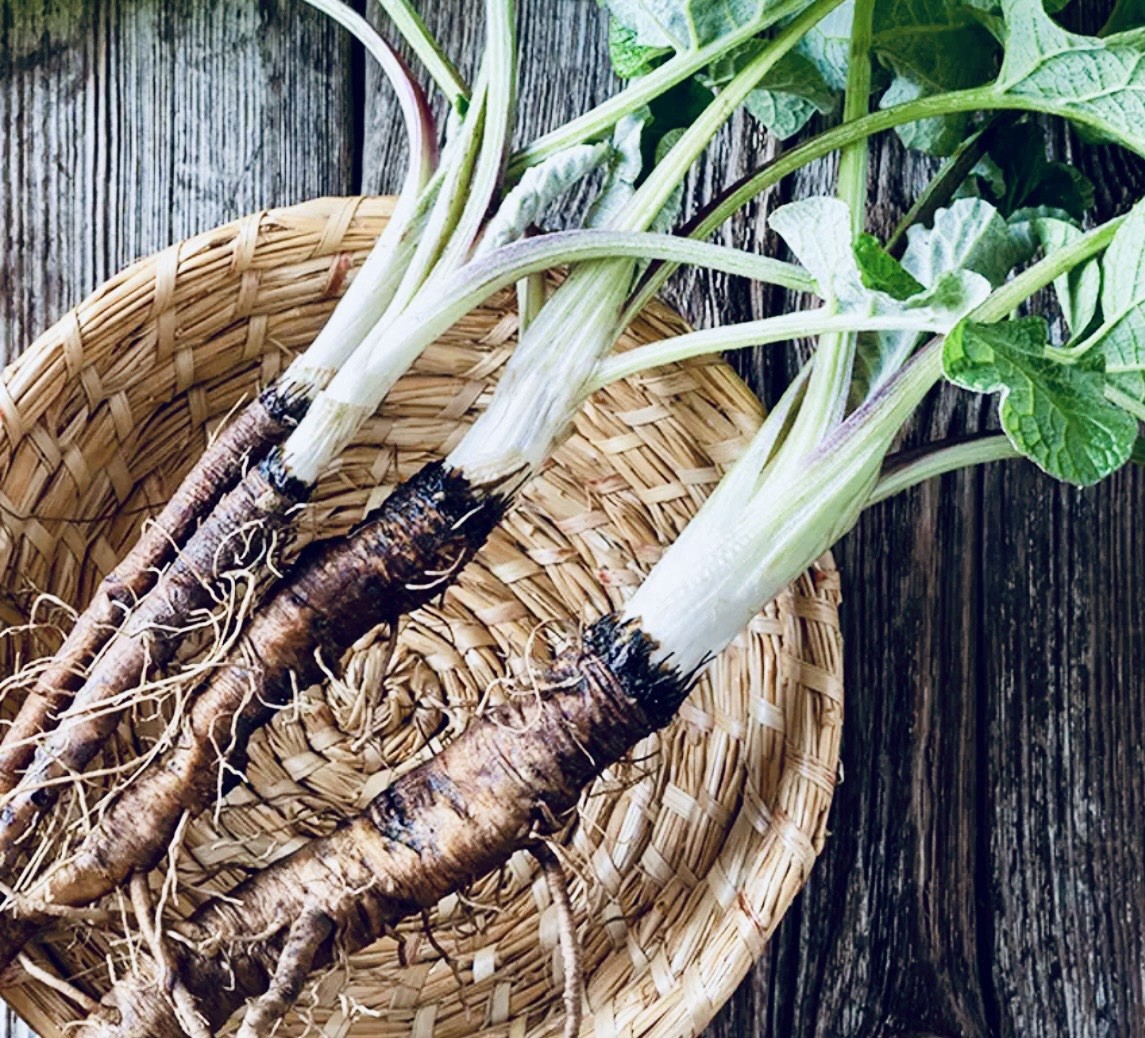 Burdock root (Arctium lappa) 2 Bulbs,Roots Edible Plus More Benefits