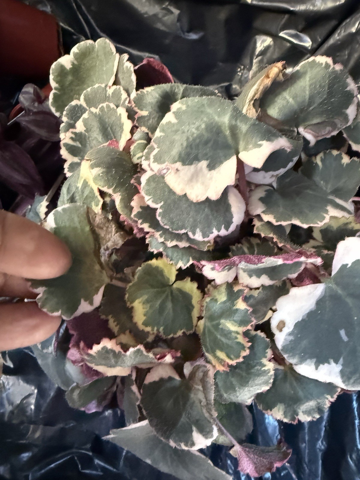 Strawberry Begonia Saxafraga Veragated live rooted plant