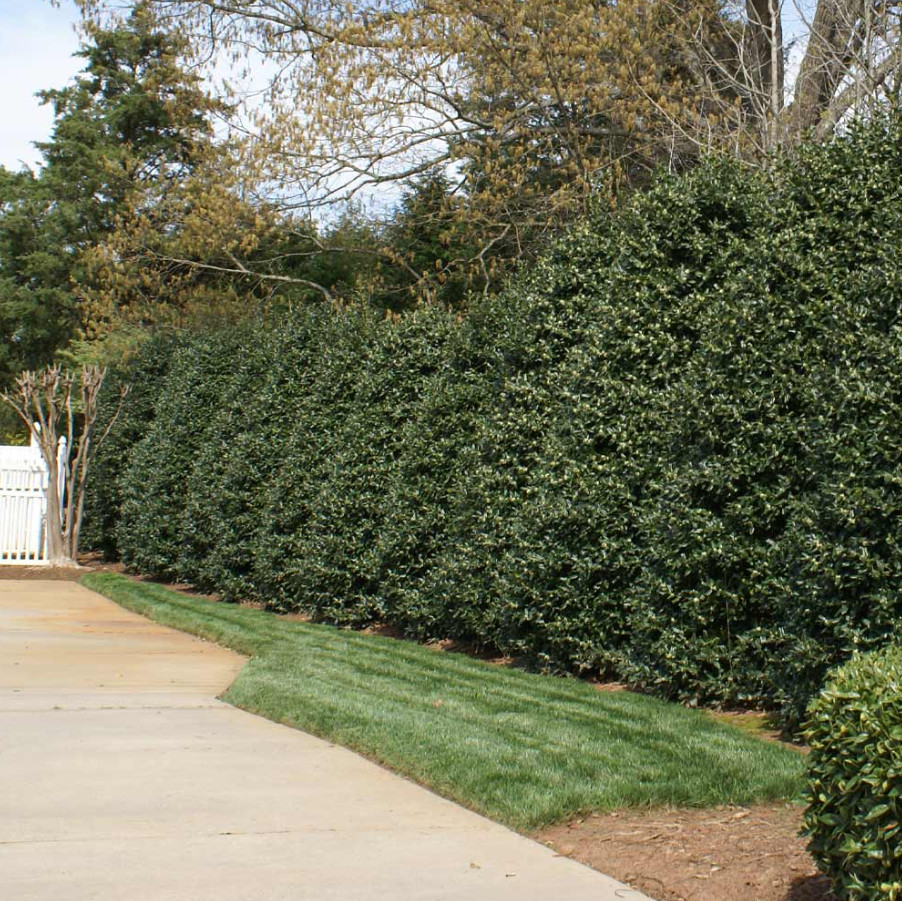 25 Live Nellie R. Stevens Holly Trees – 4–6” Tall – 3” Pot – Evergreen Shrubs