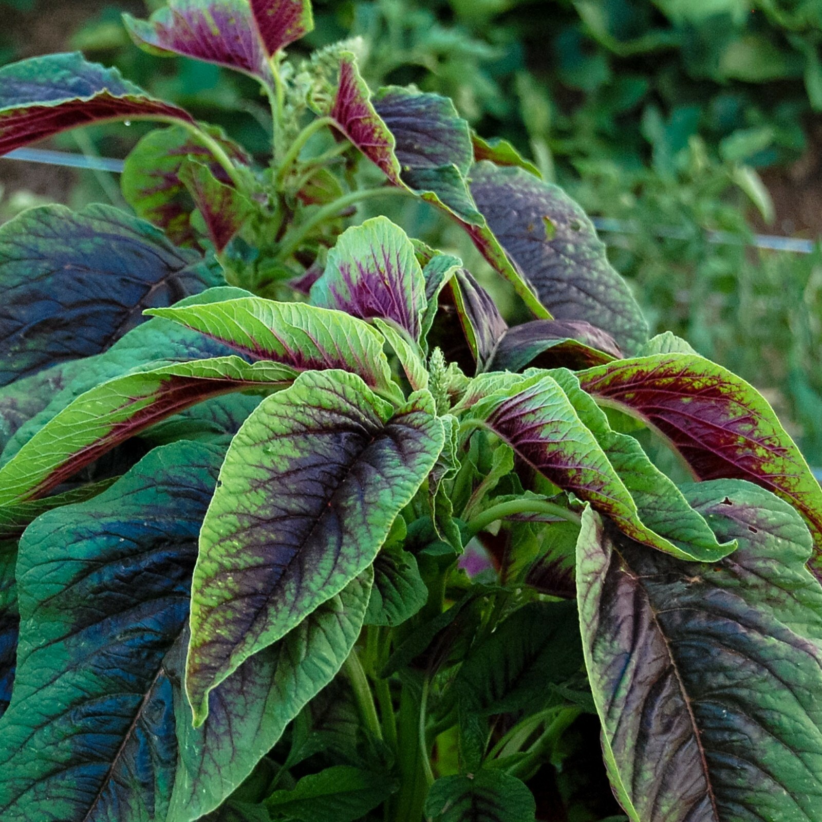 300+Red Amaranth Red stripe leaf Chinese Spinach seeds Yin Cho Callaloo USA