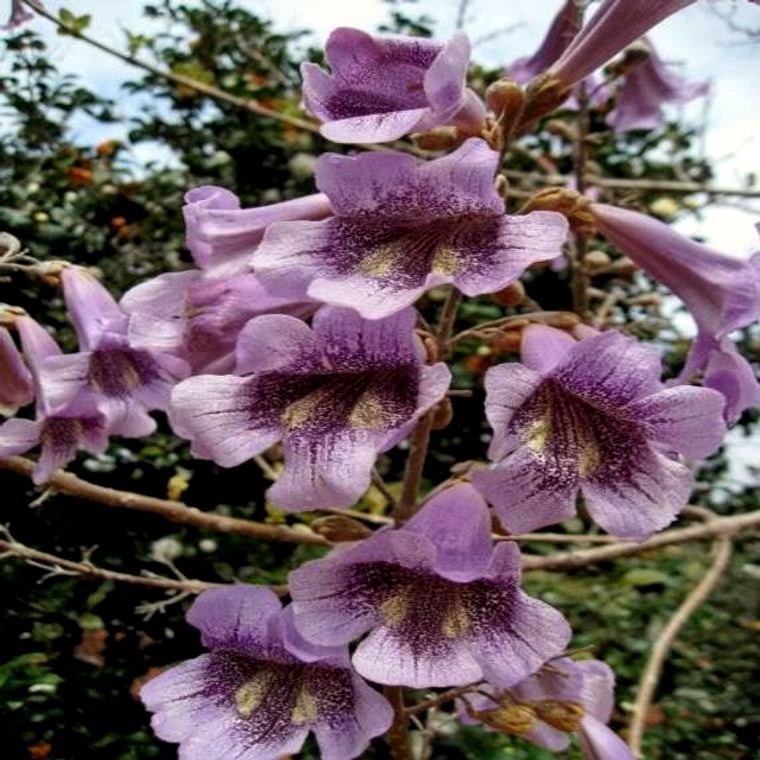 50 Royal Empress Tree Seeds “FASTEST GROWING TREE in the WORLD”