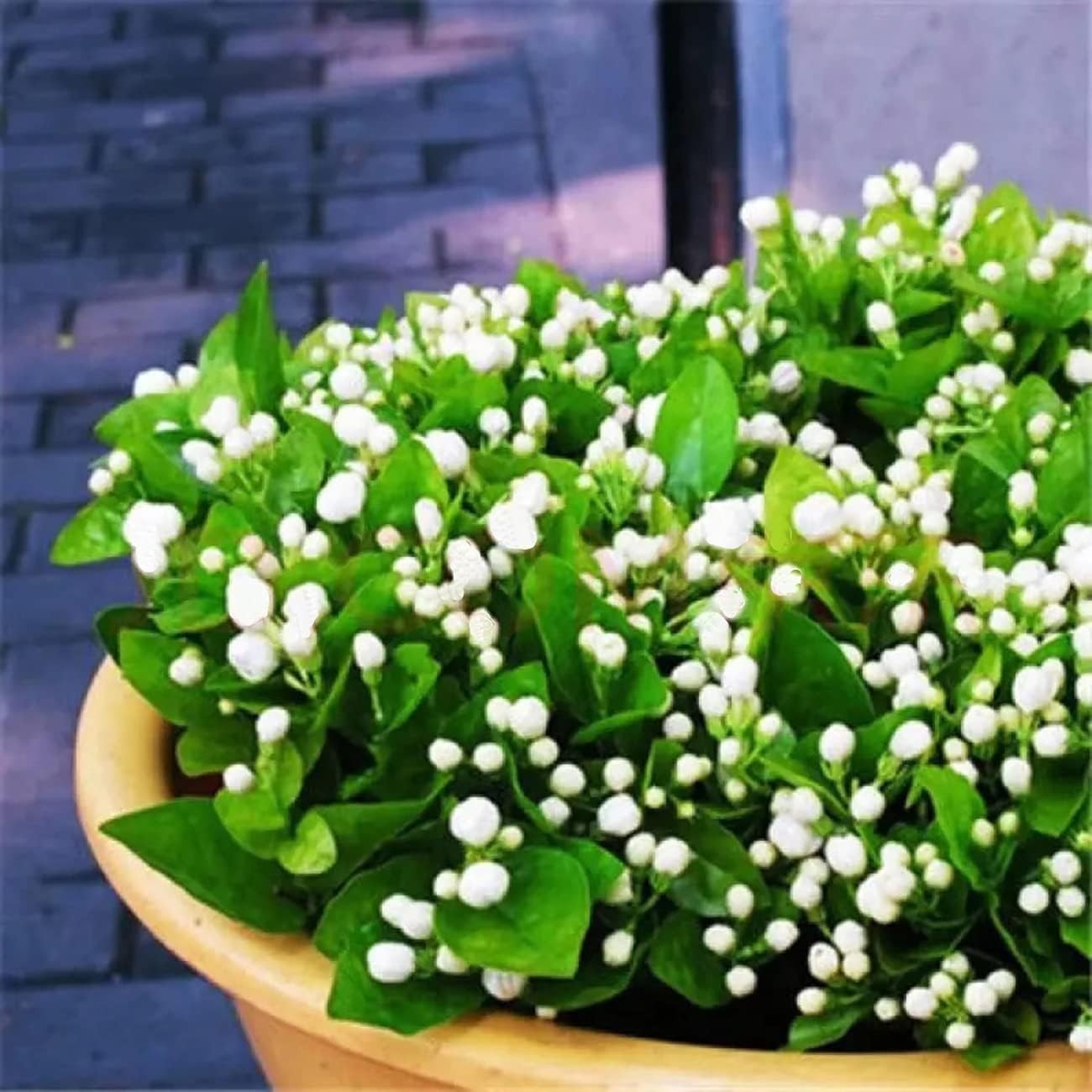Delightful 100+ Jasmine Flower Seeds – Fragrant and Easy to Grow Climbing Plants
