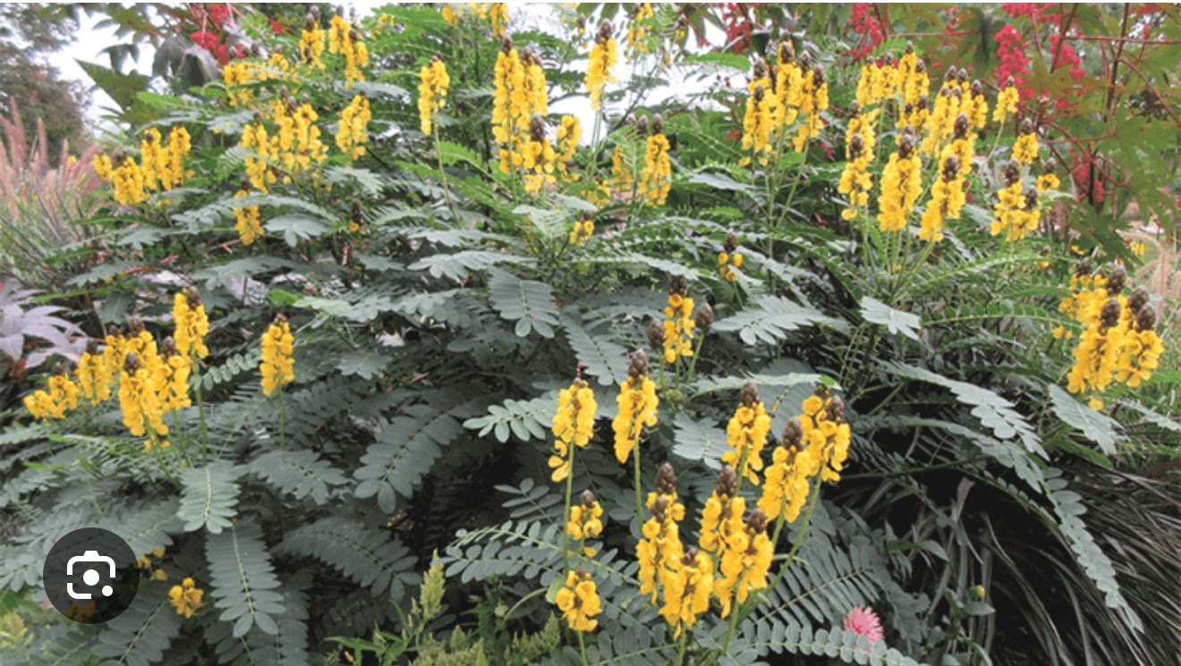 Popcorn Cassia Senna didymotbotrya Plant~Small Starter Plant~SMELLS LIKE POPCORN