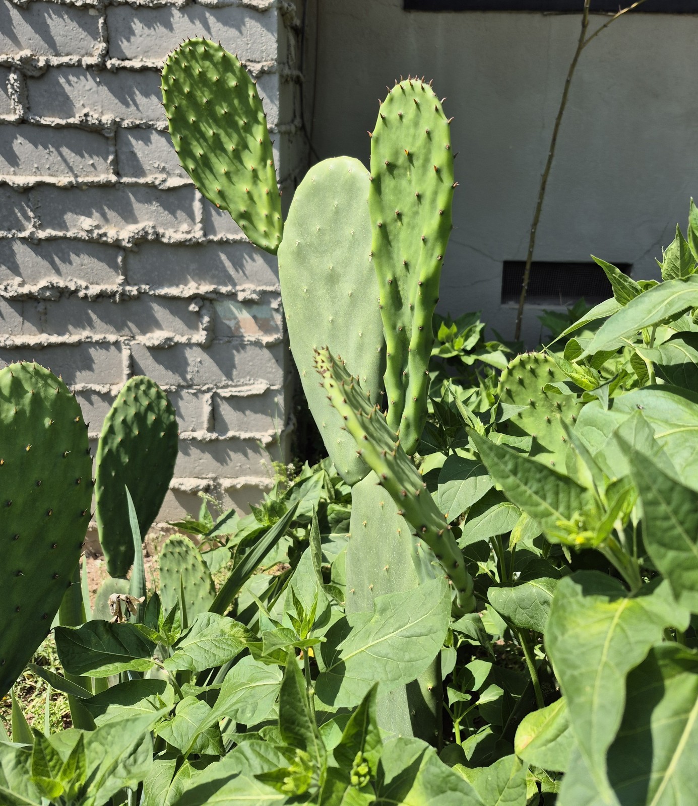 3 Pad Spineless Edible Nopales Prickly Pear Cactus Pads 3 Large Cuttings.