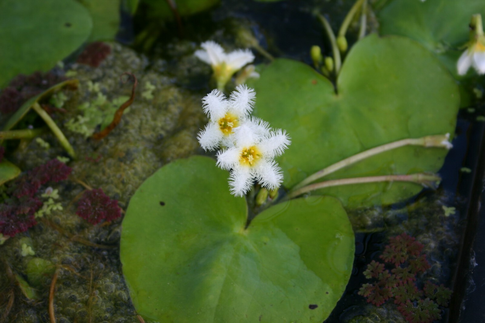 Live White Flower Water Snowflake Aquatic Marginal Pond Plant