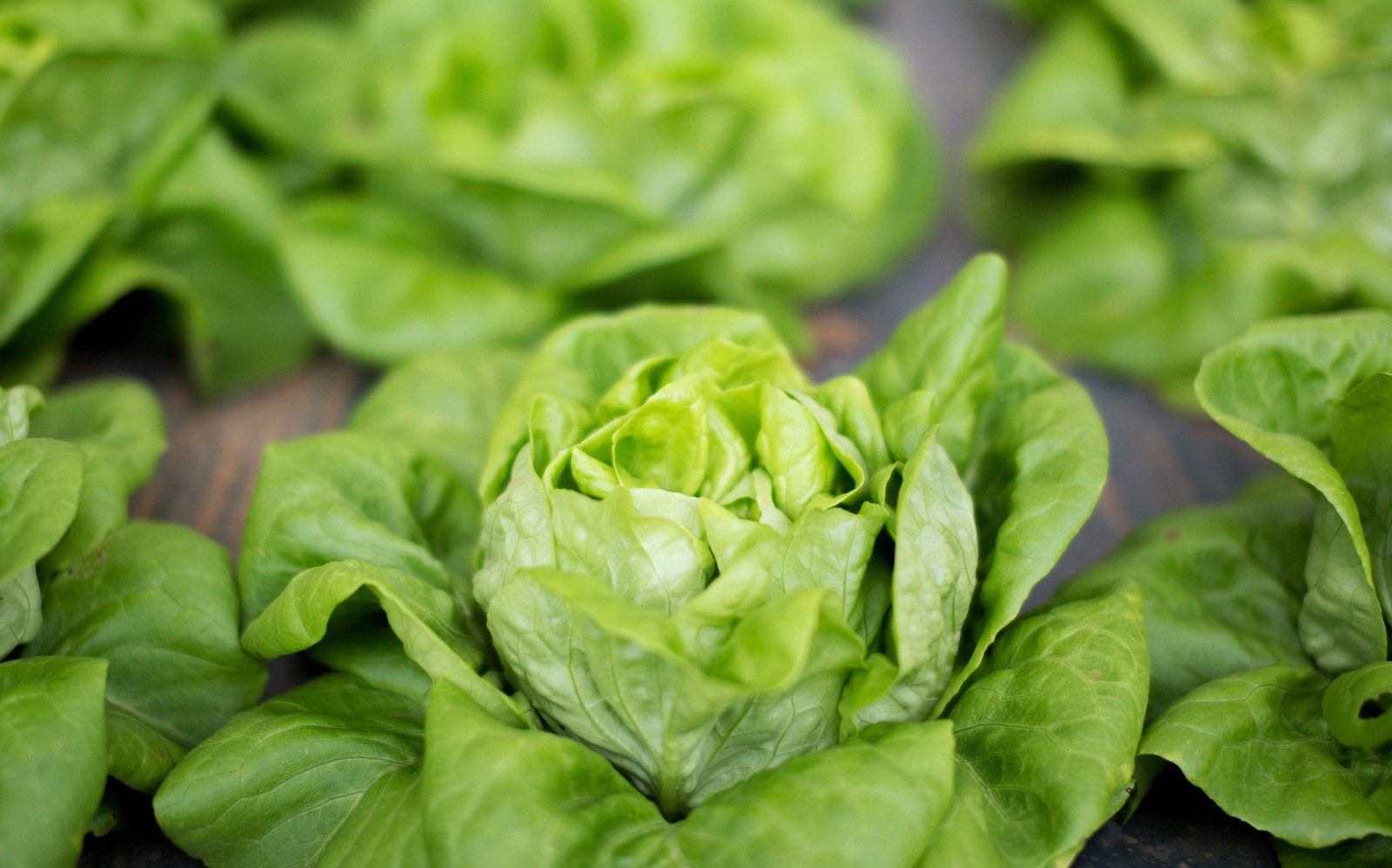 3000 WHITE BOSTON LETTUCE 12″ Green Butterhead Lactuca Sativa Vegetable Seeds