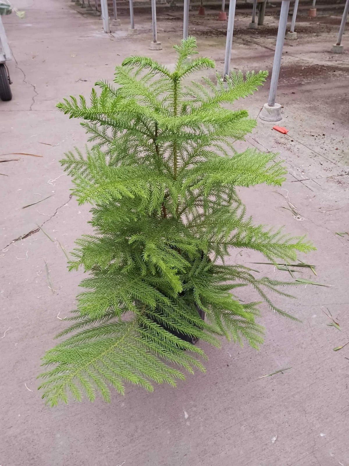 Norfolk ‘Island Pine’