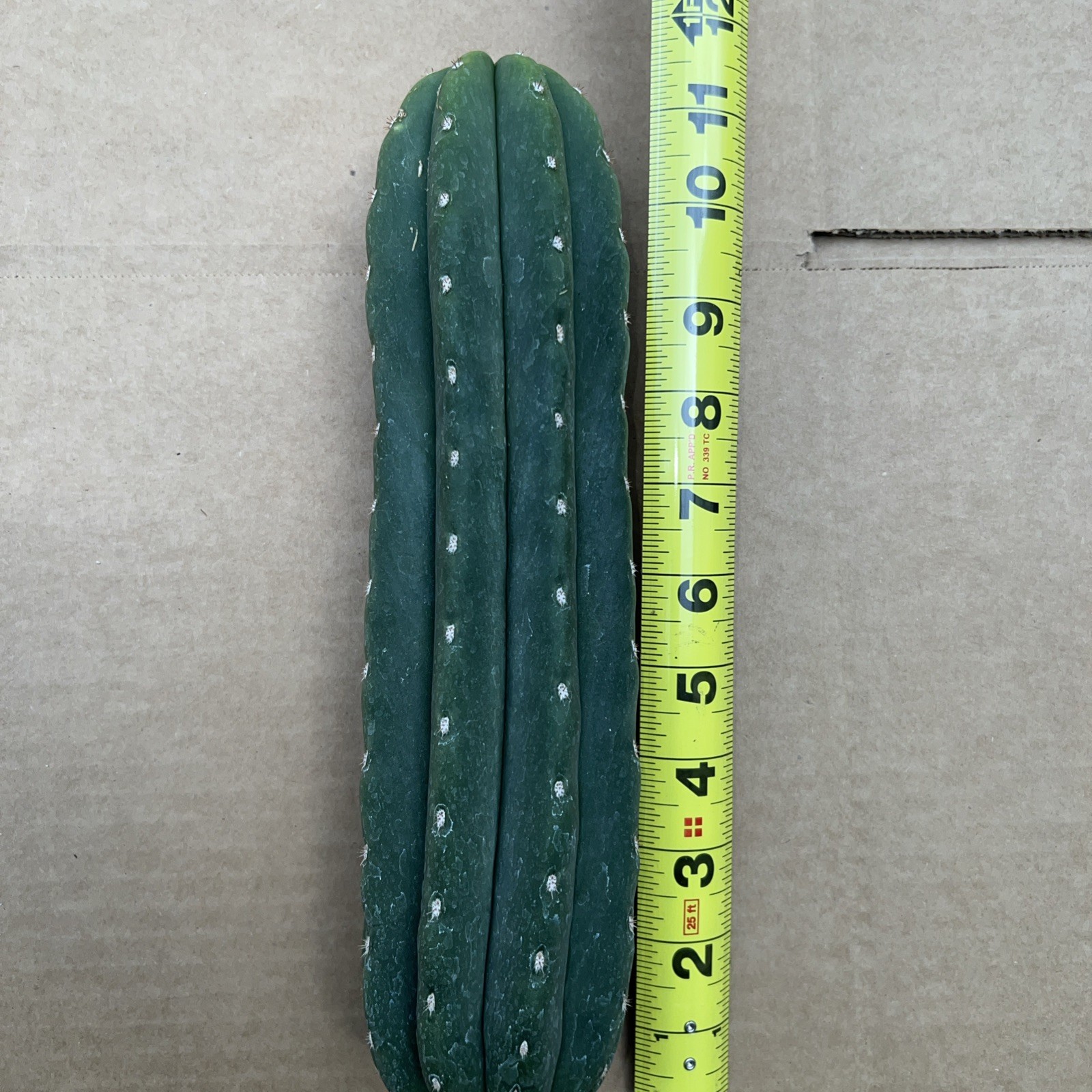 SASS X SCOP 11inches Cutting