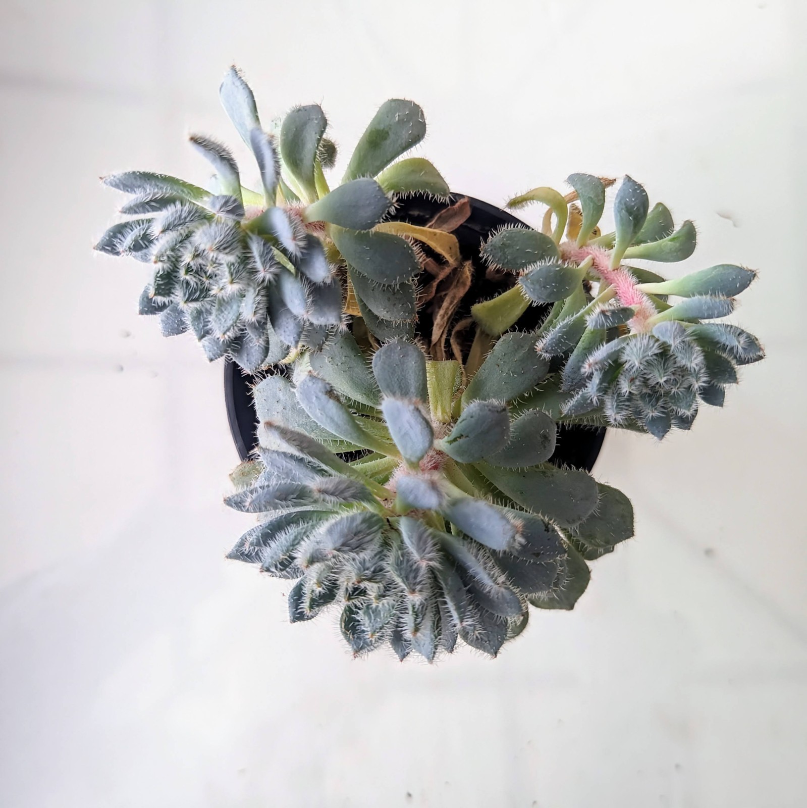 Echeverias 4 Variety– Each in 2″ or 4″ Pots Rosette, Vibrant Drought Succulents